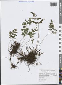 Голокучник обыкновенный (L.) Newman, Сибирь, Дальний Восток (S6) (Россия)