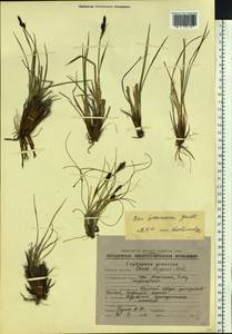 Осока траурная (Holm) T.V.Egorova, Сибирь, Чукотка и Камчатка (S7) (Россия)