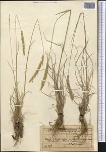 Тонконог, Средняя Азия и Казахстан, Прикаспийский Устюрт и Северное Приаралье (M8) (Казахстан)