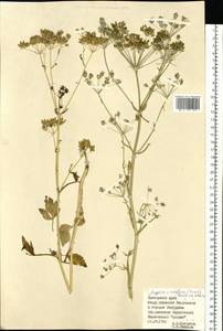 Ostericum viridiflorum (Turcz.) Kitag., Сибирь, Дальний Восток (S6) (Россия)