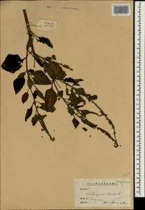 Гелиотроп индийский L., Зарубежная Азия (ASIA) (КНР)