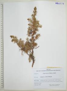 Можжевельник скальный Pall., Сибирь, Дальний Восток (S6) (Россия)