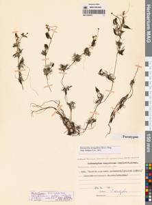 Ranunculus mongolicus (Krylov) Serg., Сибирь, Чукотка и Камчатка (S7) (Россия)