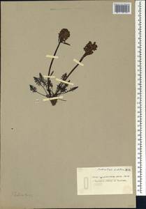 Мытник судетский Willd., Сибирь, Чукотка и Камчатка (S7) (Россия)