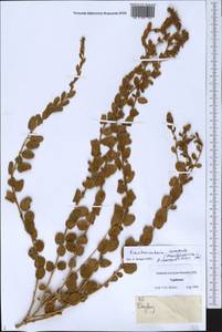 Терескен хохолковый (L.) Gueldenst., Средняя Азия и Казахстан, Памир и Памиро-Алай (M2) (Таджикистан)