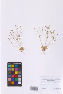 Проломник удлиненный L., Восточная Европа, Московская область и Москва (E4a) (Россия)