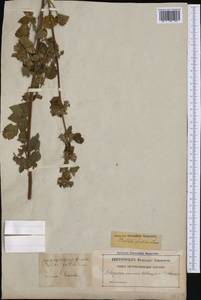 Белокудренник черный L., Западная Европа (EUR) (Швеция)