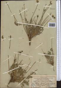 Астрагал стрелковый M. Popov ex A.G. Borisova, Средняя Азия и Казахстан, Западный Тянь-Шань и Каратау (M3) (Казахстан)