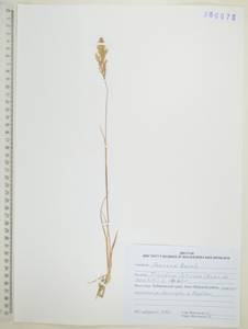 Sibirotrisetum litorale (Roshev.) Chepinoga, Сибирь, Дальний Восток (S6) (Россия)