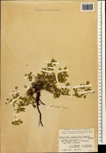 Potentilla radiata Lehm., Кавказ, Армения (K5) (Армения)