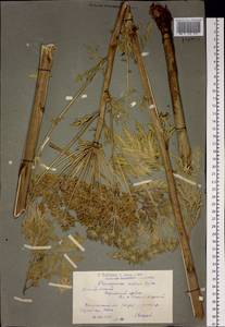 Реброплодник уральский Hoffm., Сибирь, Западный (Казахстанский) Алтай (S2a) (Казахстан)