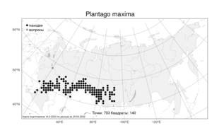 Plantago maxima, Подорожник наибольший Juss. ex Jacq., Атлас флоры России (FLORUS) (Россия)