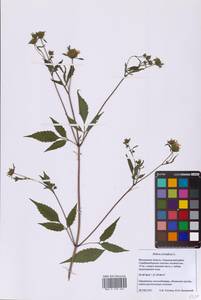 Череда олиственная, Череда многолистная L., Восточная Европа, Московская область и Москва (E4a) (Россия)