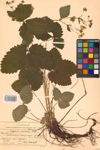 Земляника мускусная Duchesne, Восточная Европа, Центральный лесостепной район (E6) (Россия)