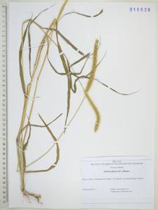 Щетинник сизый, Щетинник малый (Poir.) Roem. & Schult., Сибирь, Дальний Восток (S6) (Россия)