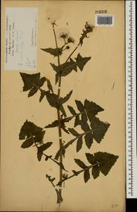 Осот огородный L., Восточная Европа, Центральный лесостепной район (E6) (Россия)