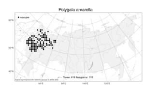 Polygala amarella, Истод горьковатый Crantz, Атлас флоры России (FLORUS) (Россия)