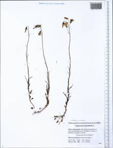 Колокольчик круглолистный L., Сибирь, Западная Сибирь (S1) (Россия)