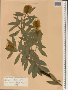 Melaleuca leucadendra (L.) L., Африка (AFR) (Сенегал)