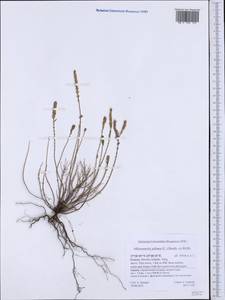 Micromeria juliana (L.) Benth. ex Rchb., Западная Европа (EUR) (Греция)