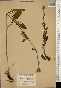 Klasea radiata subsp. radiata, Кавказ, Дагестан (K2) (Россия)