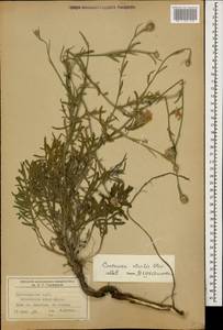 Centaurea alba subsp. sterilis (Stev.) Mikheev, Кавказ, Черноморское побережье (от Новороссийска до Адлера) (K3) (Россия)