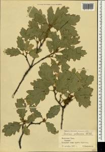 Дуб пушистый Willd., Крым (KRYM) (Россия)
