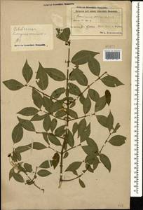 Бересклет бородавчатый Scop., Кавказ, Азербайджан (K6) (Азербайджан)