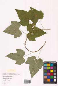 Диоскорея ниппонская Makino, Сибирь, Дальний Восток (S6) (Россия)