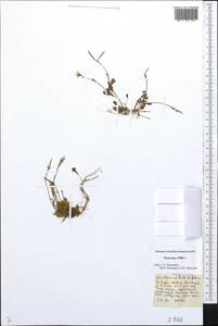 Сердечник маргаритколистный L., Сибирь, Чукотка и Камчатка (S7) (Россия)