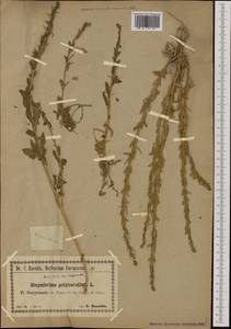 Sisymbrium polyceratium L., Западная Европа (EUR) (Греция)