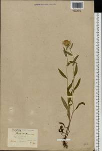 Pentanema britannicum (L.) D. Gut. Larr., Santos-Vicente, Anderb., E. Rico & M. M. Mart. Ort., Восточная Европа, Северо-Украинский район (E11) (Украина)