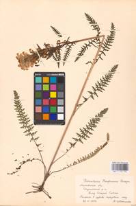 Мытник Кауфмана, Мытник Кауфманна Pinzger, Восточная Европа, Московская область и Москва (E4a) (Россия)