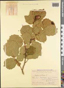 Орешник обыкновенный, Лещина обыкновенная L., Кавказ, Грузия (K4) (Грузия)