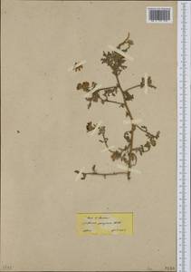 Anthemis tomentosa subsp. peregrina (L.) Hayek, Западная Европа (EUR) (Греция)