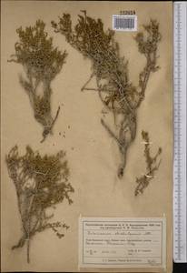 Сарсазан шишковатый (Pall.) M. Bieb., Средняя Азия и Казахстан, Муюнкумы, Прибалхашье и Бетпак-Дала (M9) (Казахстан)