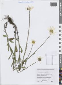 Нивяник обыкновенный, Поповник Lam., Сибирь, Чукотка и Камчатка (S7) (Россия)