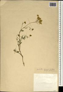 Leiotulus secacul (Mill.) Pimenov & Ostr., Зарубежная Азия (ASIA) (Турция)