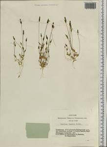 Комастома нежная (Rottb.) Toyok., Сибирь, Алтай и Саяны (S2) (Россия)