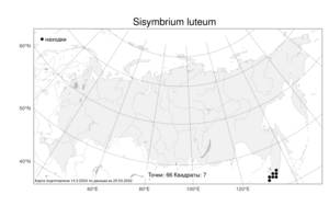 Sisymbrium luteum, Гулявник желтый (Maxim.) O.E.Schulz, Атлас флоры России (FLORUS) (Россия)