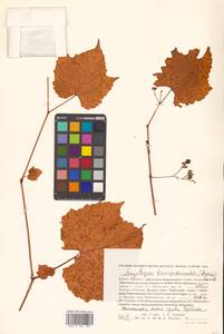 Ampelopsis glandulosa var. brevipedunculata (Maxim.) Momiy., Сибирь, Дальний Восток (S6) (Россия)