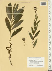 Cirsium arvense var. integrifolium Wimm. & Grab., Восточная Европа, Северный район (E1) (Россия)