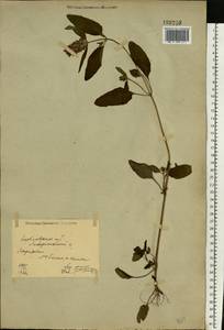 Черноголовка обыкновенная L., Восточная Европа, Северо-Украинский район (E11) (Украина)