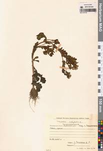 Крестовник обыкновенный L., Сибирь, Чукотка и Камчатка (S7) (Россия)