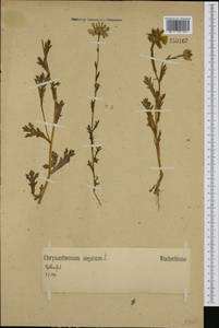 Златоцвет посевной, Хризантема посевная (L.) Fourr., Западная Европа (EUR) (Германия)