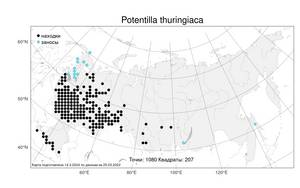 Potentilla thuringiaca, Лапчатка тюрингенская Bernh. ex Link, Атлас флоры России (FLORUS) (Россия)