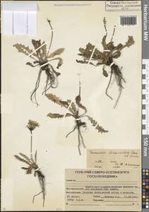 Одуванчик тонкорассеченный Sommier & Levier, Кавказ, Северная Осетия, Ингушетия и Чечня (K1c) (Россия)