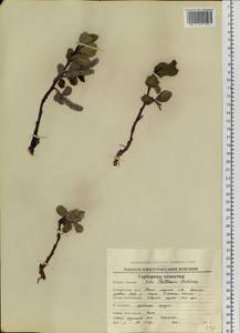 Ива арктическая Pall., Сибирь, Чукотка и Камчатка (S7) (Россия)