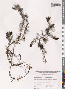 Уруть сибирская Kom., Сибирь, Чукотка и Камчатка (S7) (Россия)