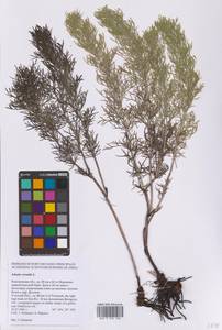 Горицвет весенний, Адонис весенний L., Восточная Европа, Центральный лесостепной район (E6) (Россия)